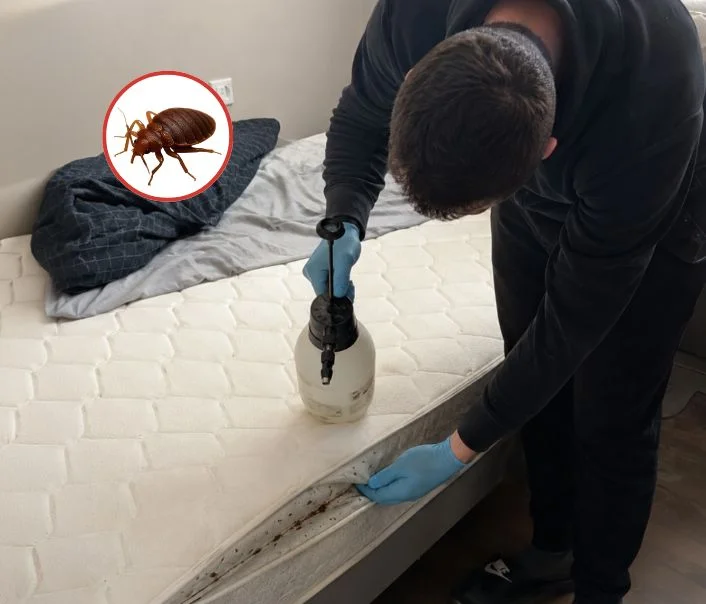Technicien traitant un matelas contre les punaises de lit à Oissery